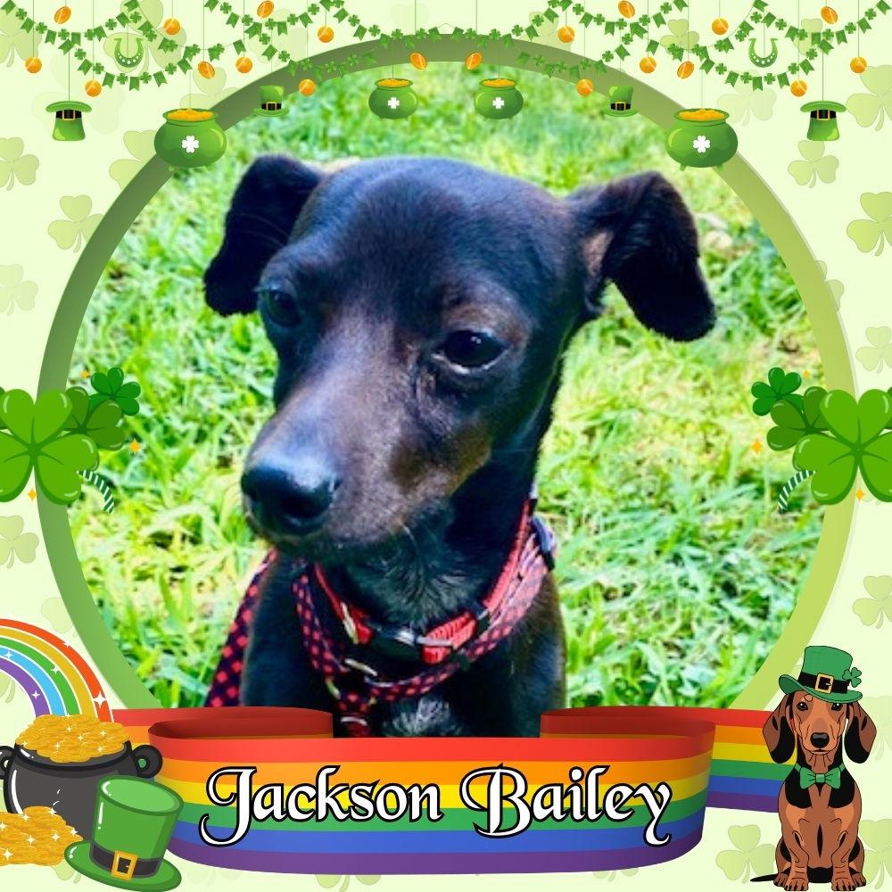 Jackson Bailey, Adoptable, Adult Male Dachshund & Chihuahua.