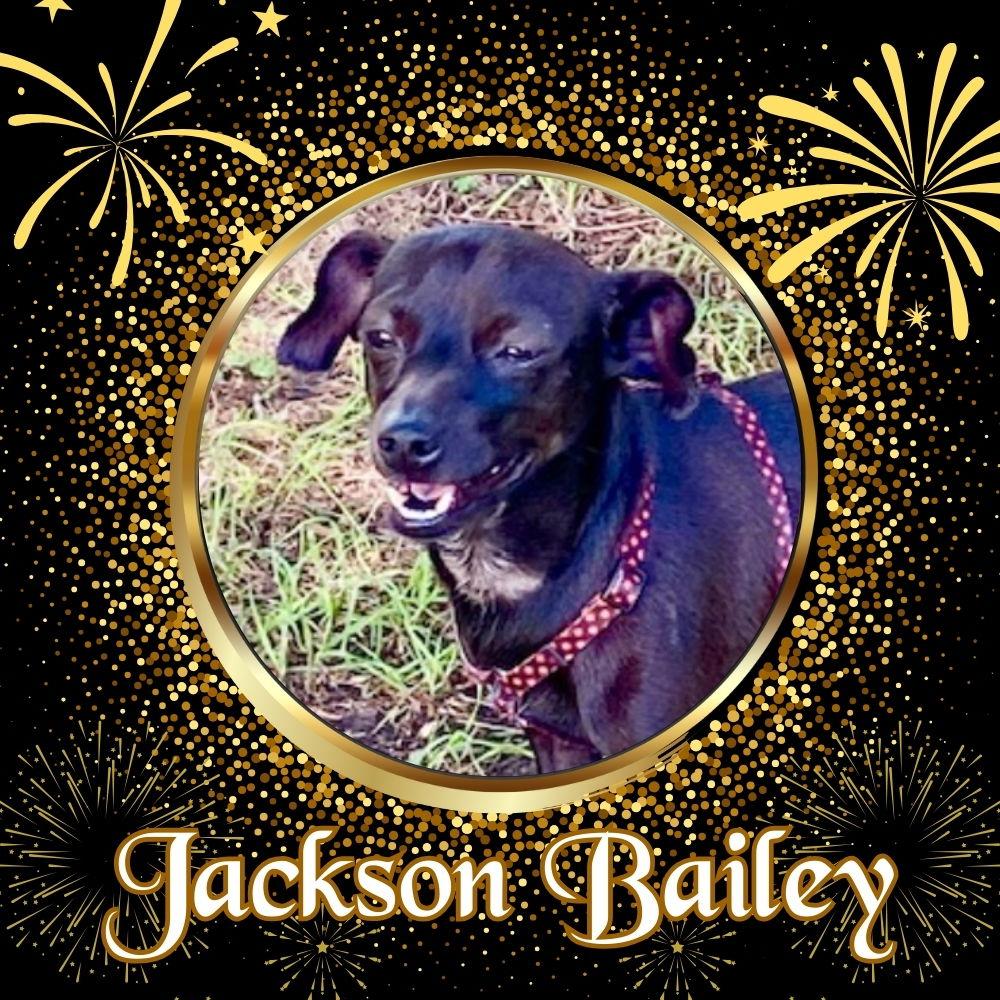 Enlarge Jackson Bailey, a Adoptable mixed breed in San Antonio, TX image 1/3