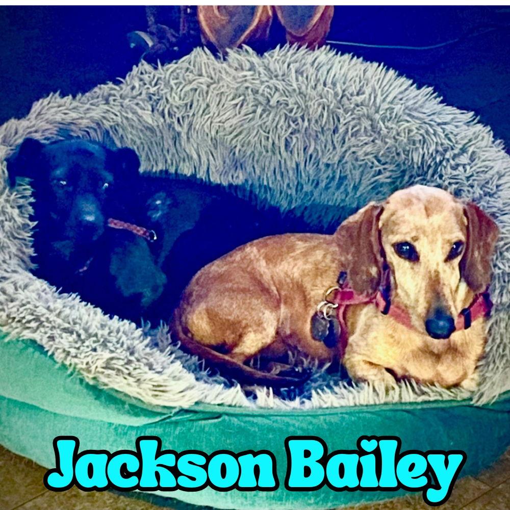 Jackson Bailey, Adoptable, Adult Male Dachshund & Chihuahua.