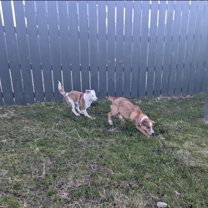 Enlarge Binx, a ADOPTABLE mixed breed in Media, PA image 4/4