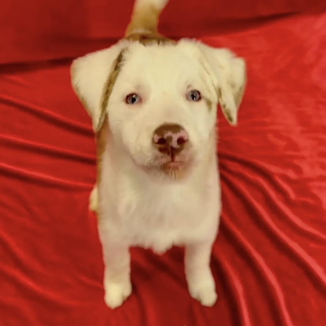 Enlarge Binx, a ADOPTABLE mixed breed in Media, PA image 3/4