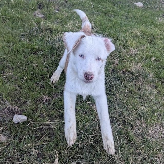Enlarge Binx, a ADOPTABLE mixed breed in Media, PA image 2/4
