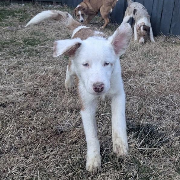 Binx, ADOPTABLE, Puppy Female Australian Shepherd.