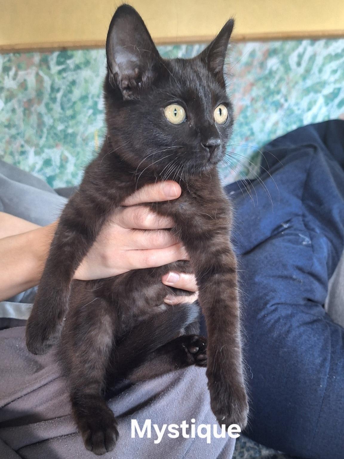 Mystique, a ADOPTABLE Domestic Short Hair in Chicopee, MA image 3/4