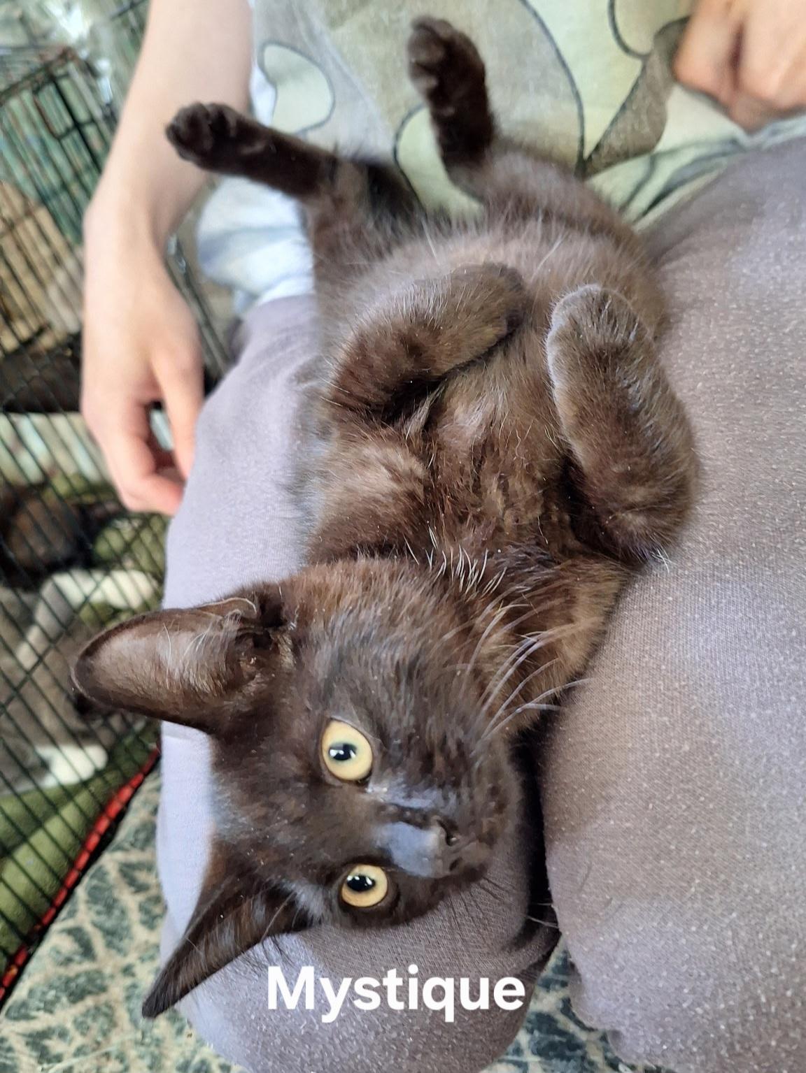 Mystique, a ADOPTABLE Domestic Short Hair in Chicopee, MA image 2/4