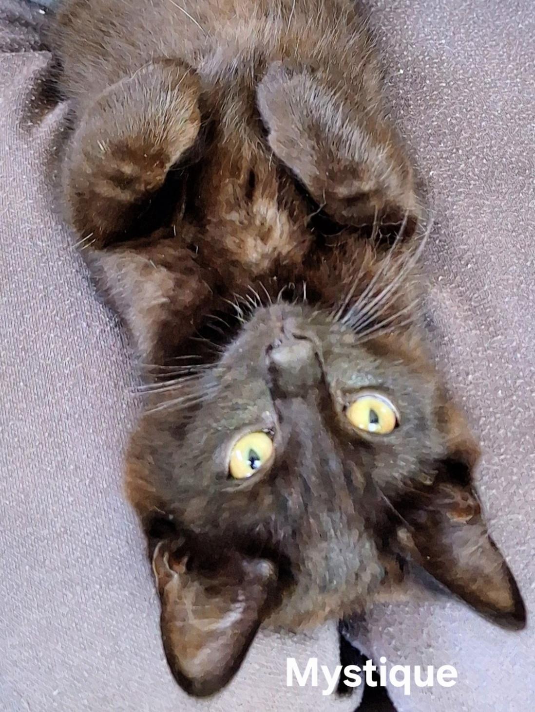 Mystique, a ADOPTABLE Domestic Short Hair in Chicopee, MA image 1/4