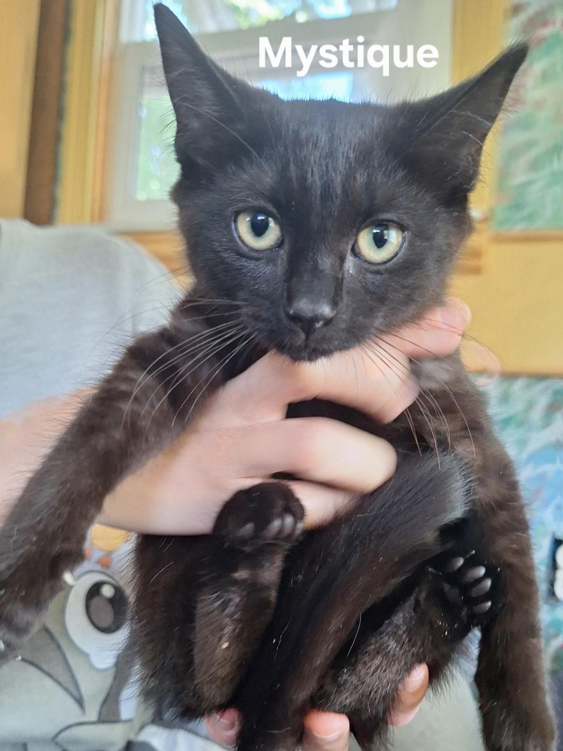 Mystique, a ADOPTABLE Domestic Short Hair in Chicopee, MA image 4/4