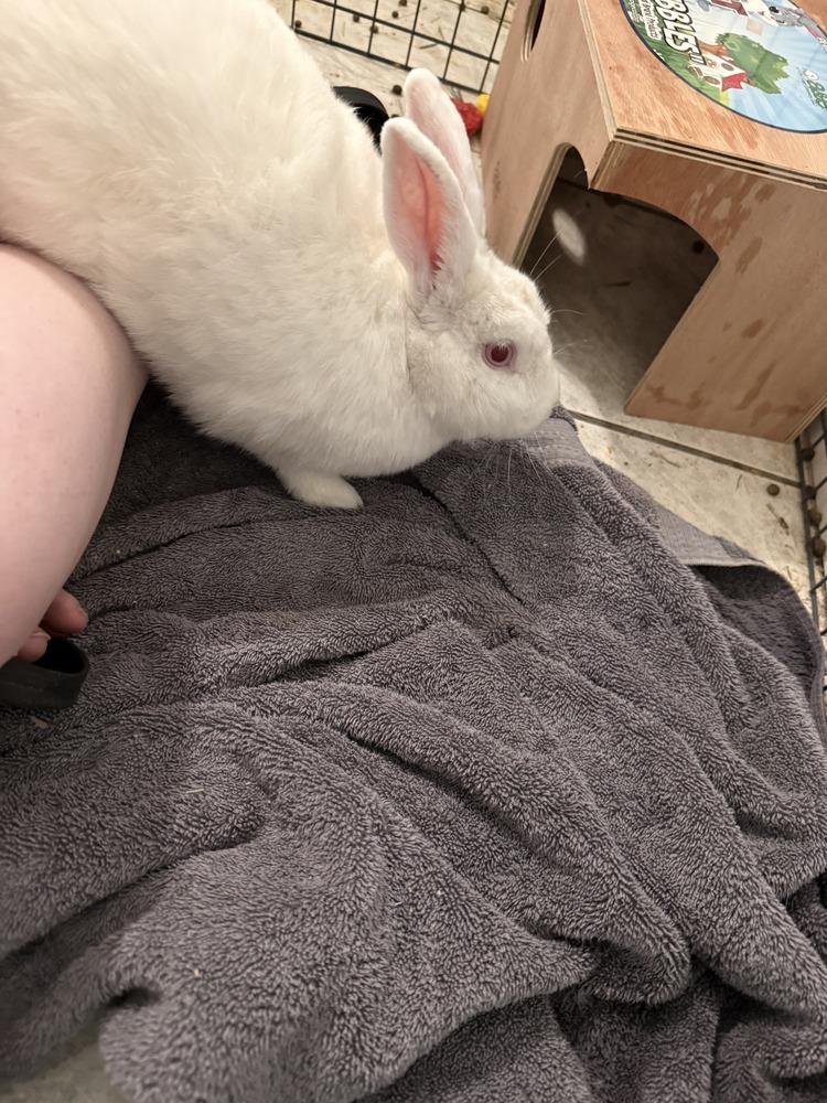 Hatter, Adoptable, Adult Female Florida White.