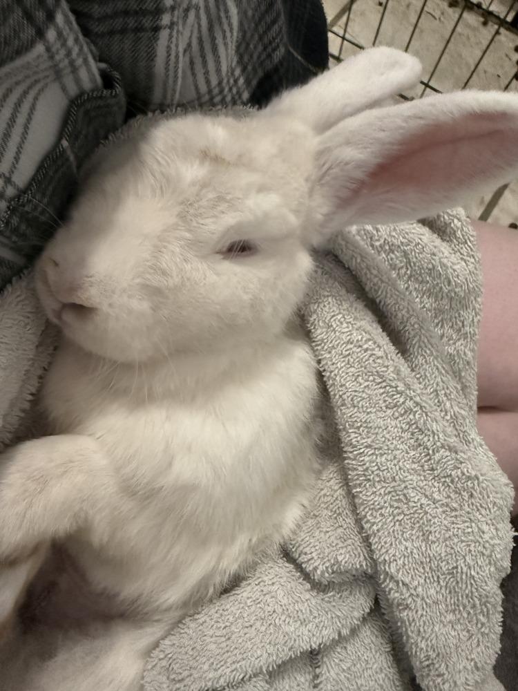 Hatter, Adoptable, Adult Female Florida White.