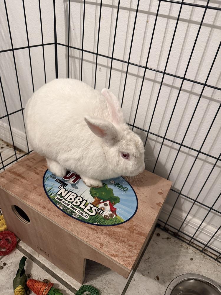 Enlarge Hatter, a Adoptable Florida White in Melbourne, FL image 3/6