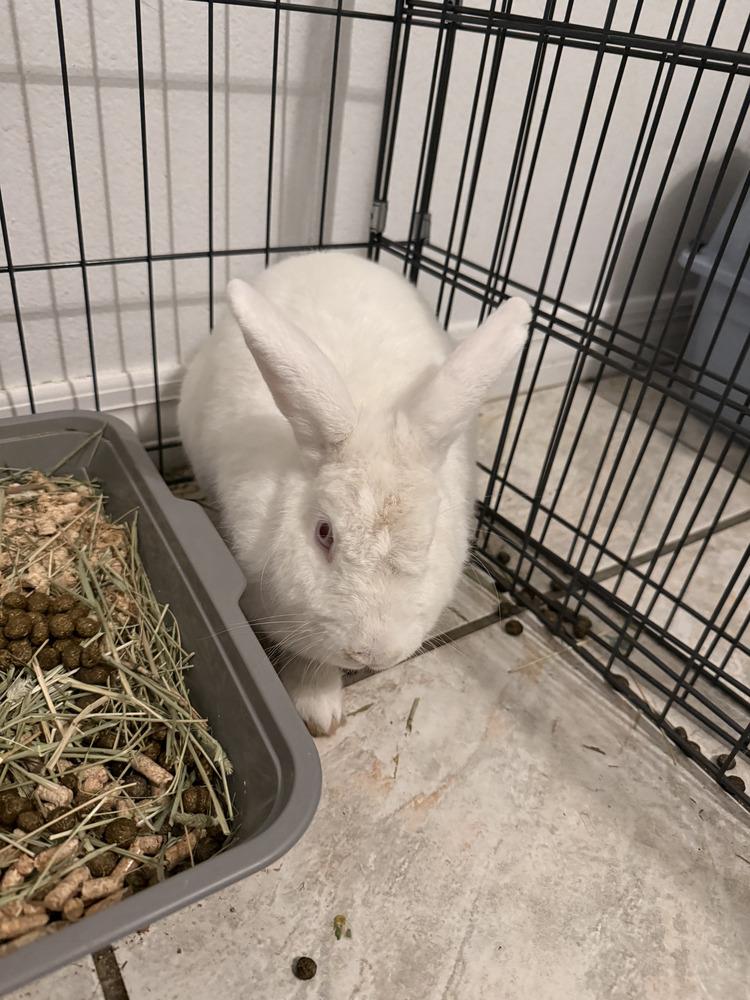 Enlarge Hatter, a Adoptable Florida White in Melbourne, FL image 2/3