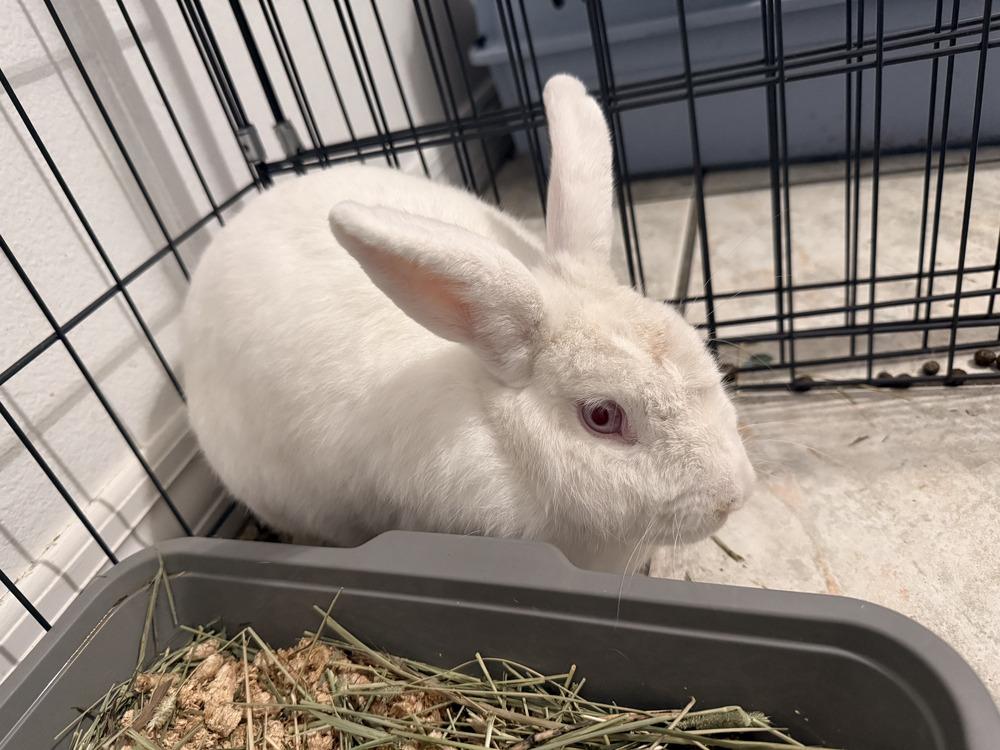 Enlarge Hatter, a Adoptable Florida White in Melbourne, FL image 3/3