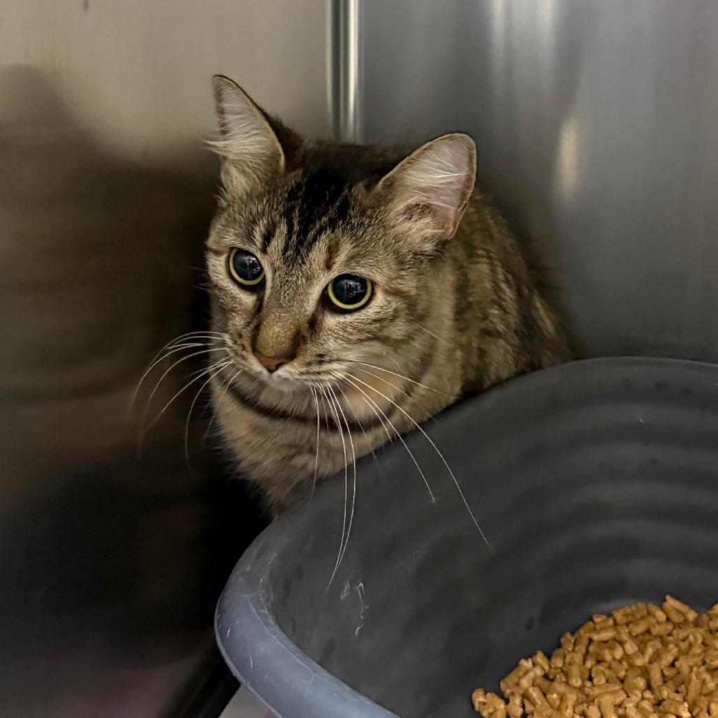 Enlarge Shrimp, a Adoptable American Shorthair in Galveston, TX image 1/1