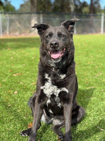 Ava - 2, Adoptable, Adult Female Mixed Breed & Mixed Breed.