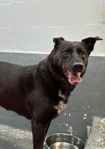 Ava - 2, a Adoptable mixed breed in Daytona Beach, FL image 1/2