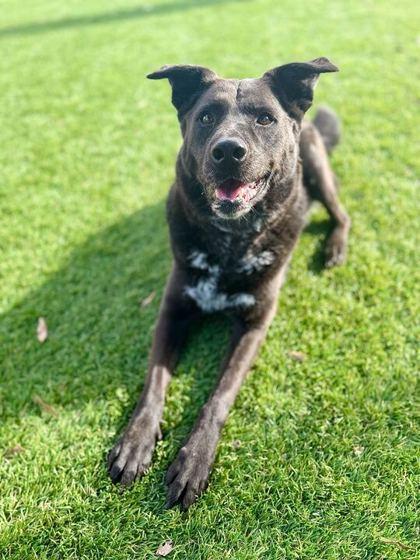 Ava - 2, a Adoptable mixed breed in Daytona Beach, FL image 2/2