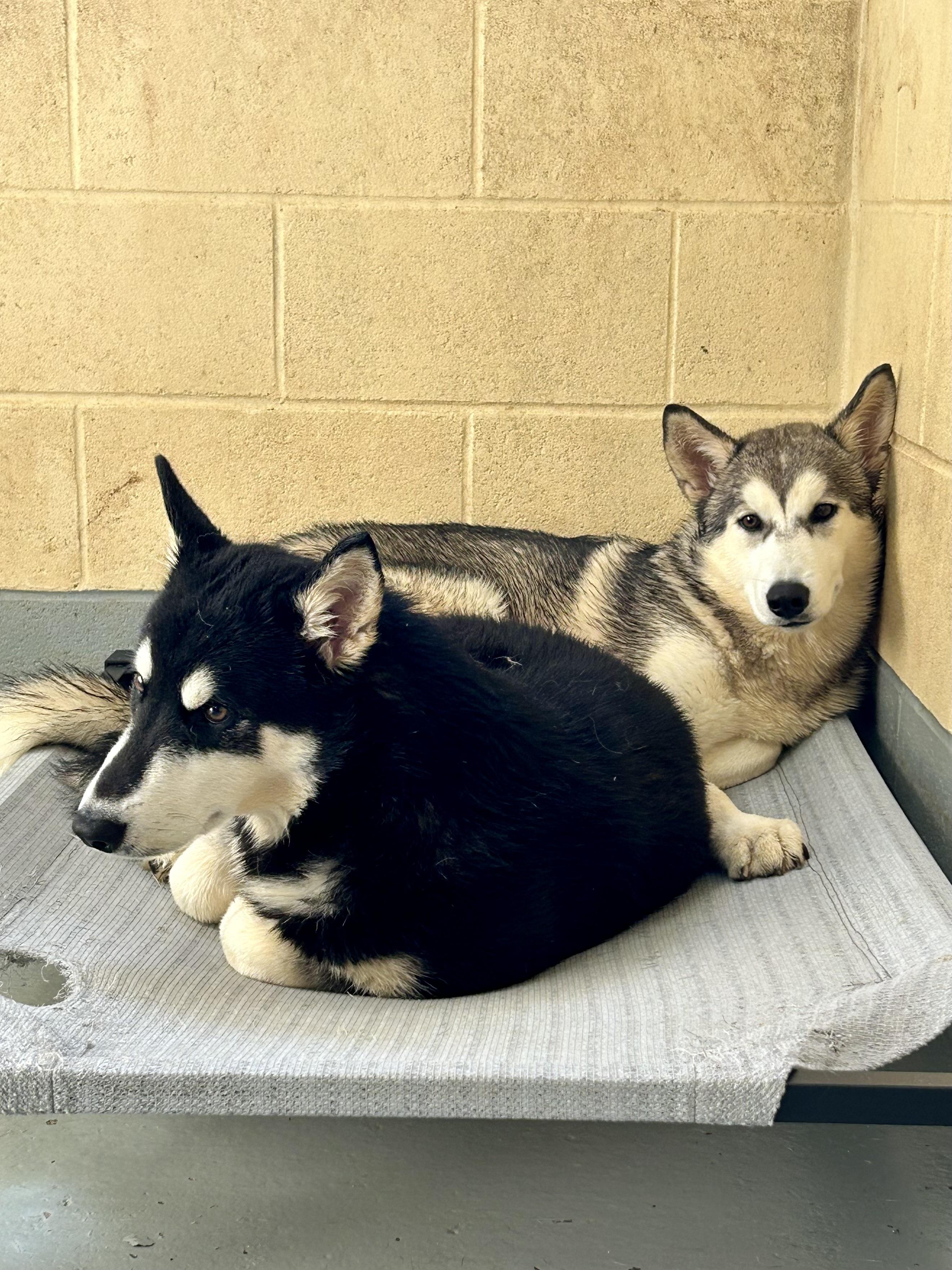 Enlarge Thor (bonded with Loki), a Adoptable Husky in Franklin, KY image 1/3
