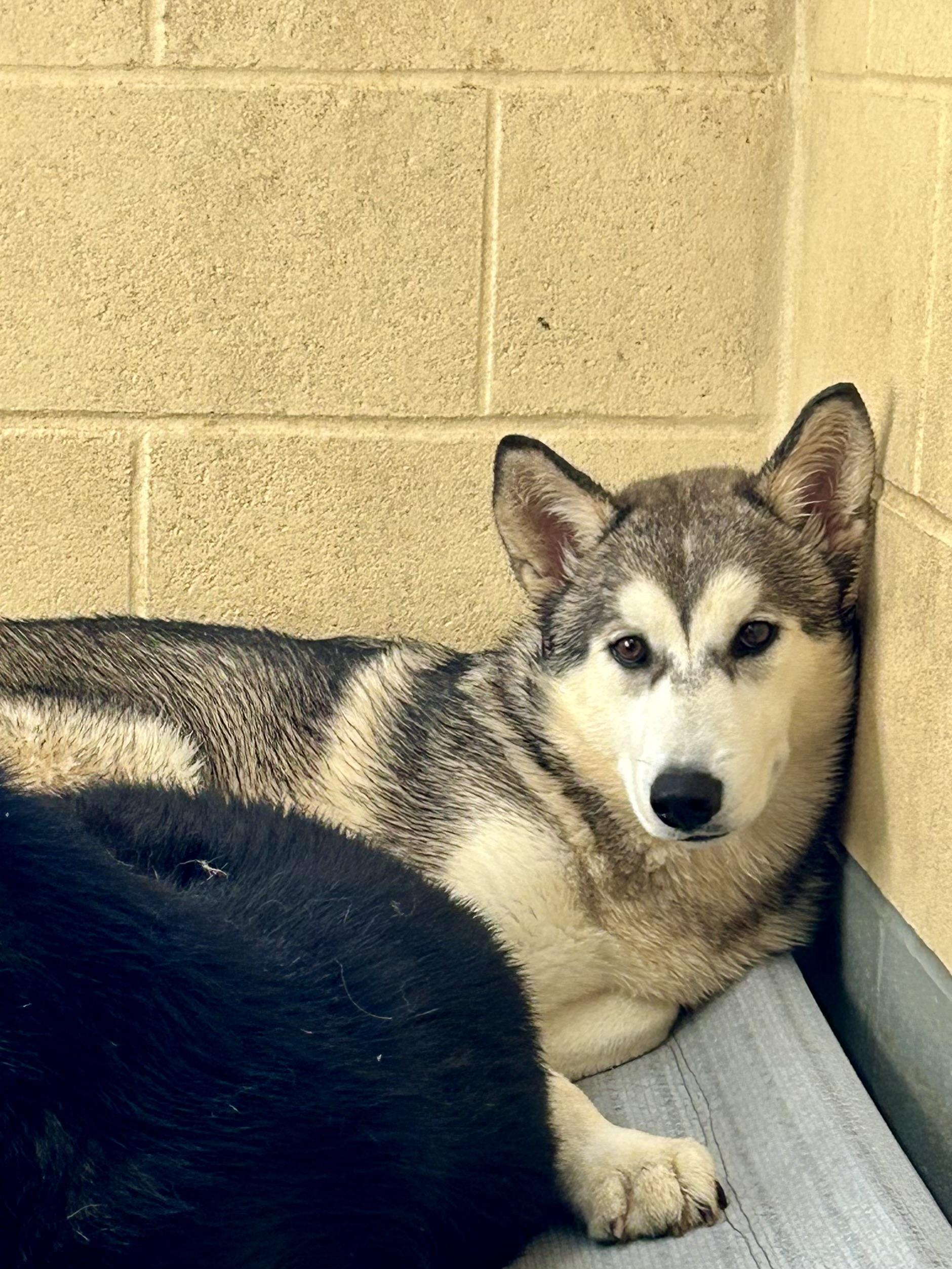 Enlarge Thor (bonded with Loki), a Adoptable Husky in Franklin, KY image 2/3