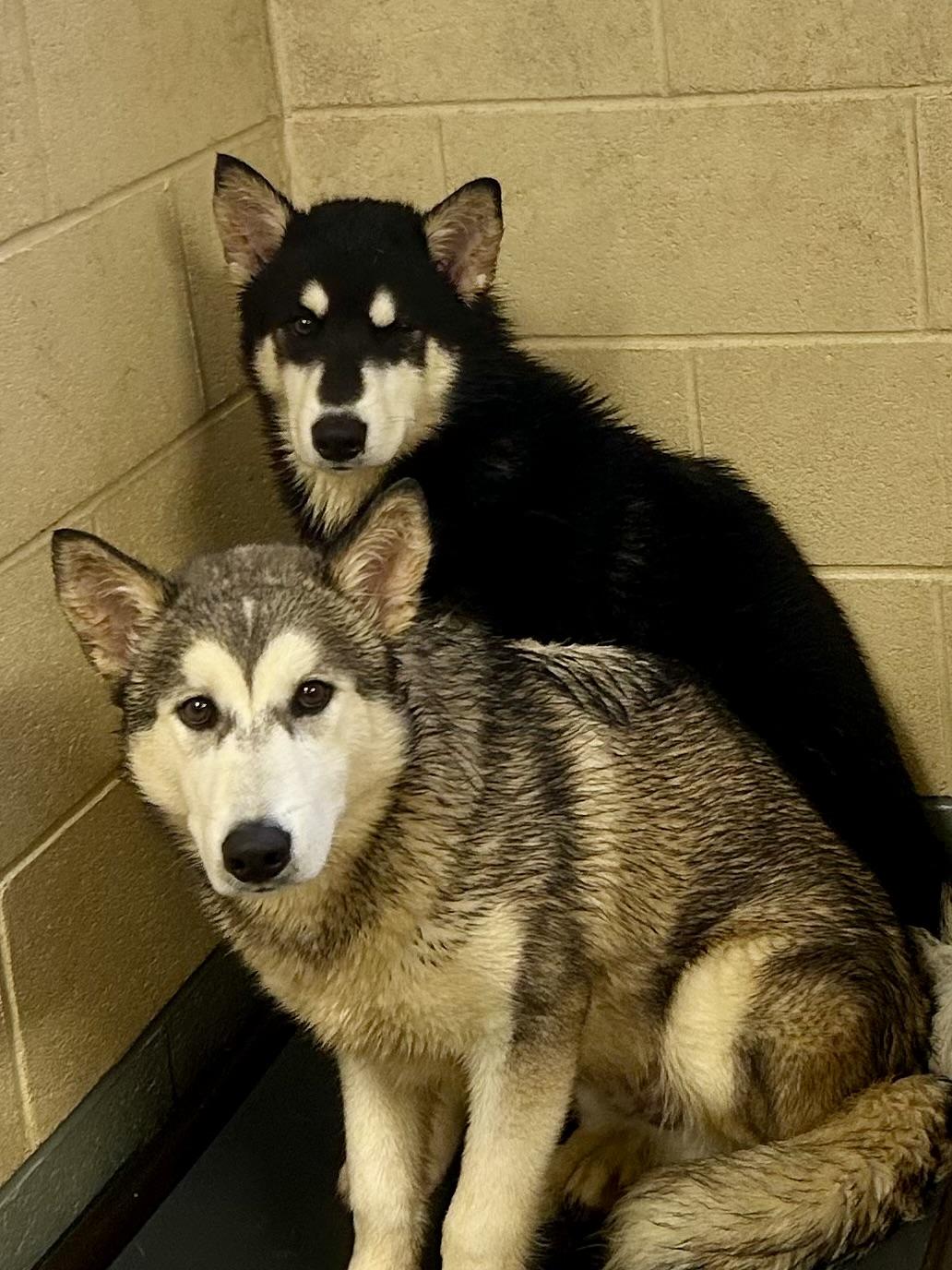 Enlarge Thor (bonded with Loki), a Adoptable Husky in Franklin, KY image 3/3