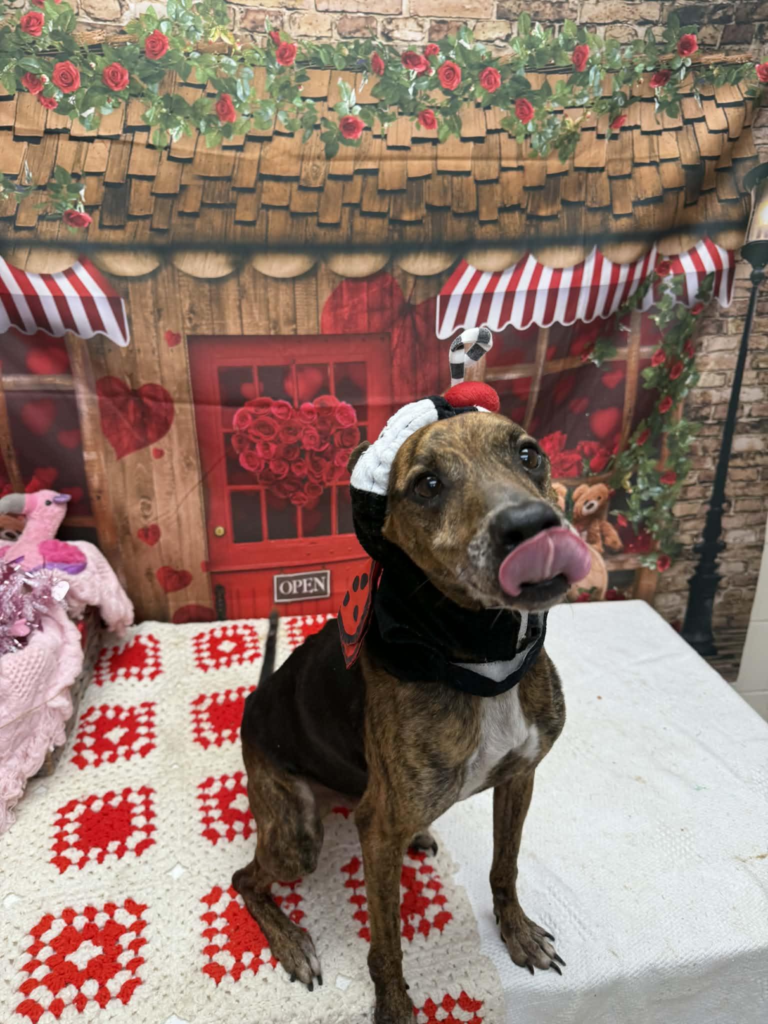 Enlarge Luigi, a ADOPTABLE mixed breed in Statesboro, GA image 2/2