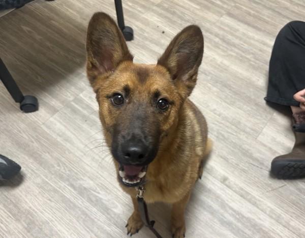 Niko, Adoptable, Young Male Belgian Shepherd / Sheepdog & Corgi.