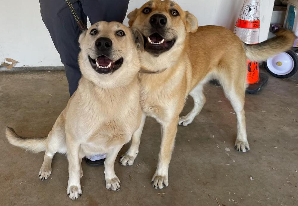 Carmen, Adoptable, Young Female German Shepherd Dog.
