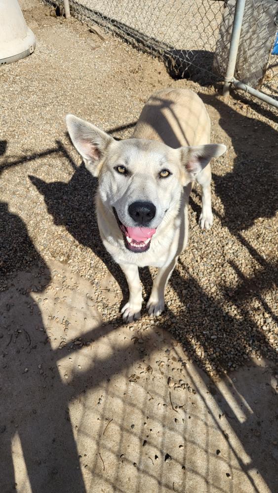Carmen, a Adoptable mixed breed in Denver, CO image 2/4