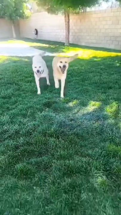 Enlarge Carmen, a Adoptable mixed breed in Denver, CO video 3/4