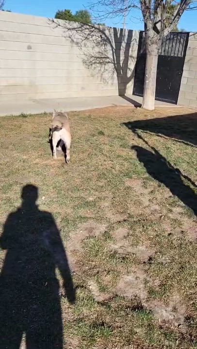 Enlarge Carmen, a Adoptable mixed breed in Denver, CO video 4/4