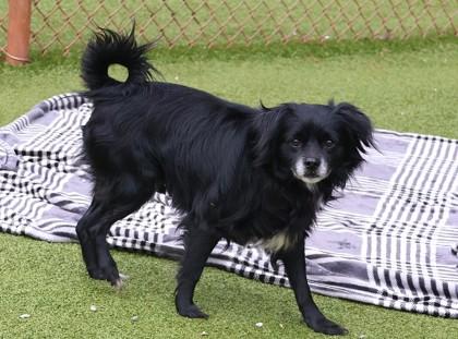 Enlarge Smokey, an adopted Mixed Breed in Athens, GA image 3/3