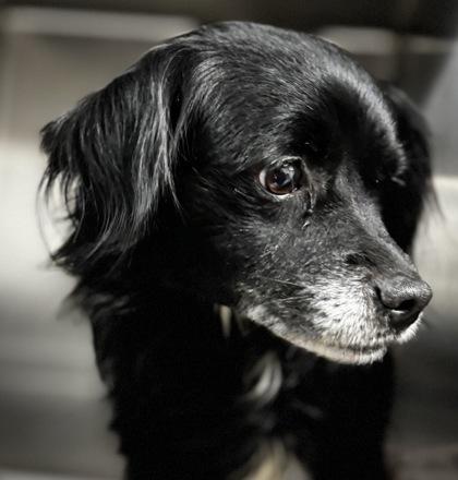 Smokey, adopted, Adult Male Mixed Breed.