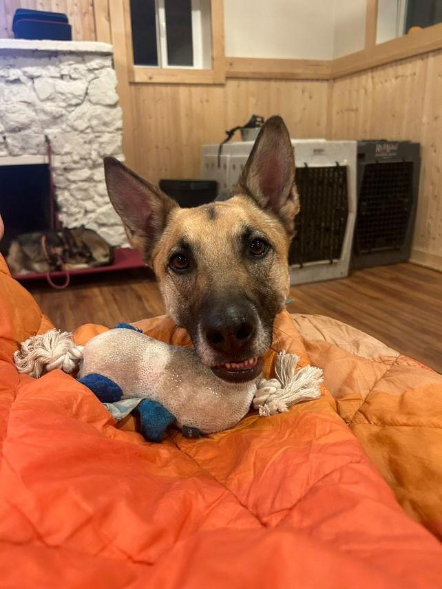 Gustaf, Adoptable, Adult Male German Shepherd Dog.