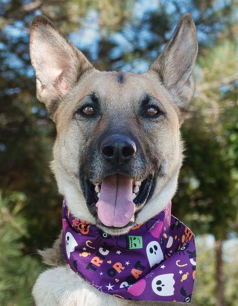 Gustaf, a Adoptable German Shepherd Dog in Lakewood, CO image 2/3