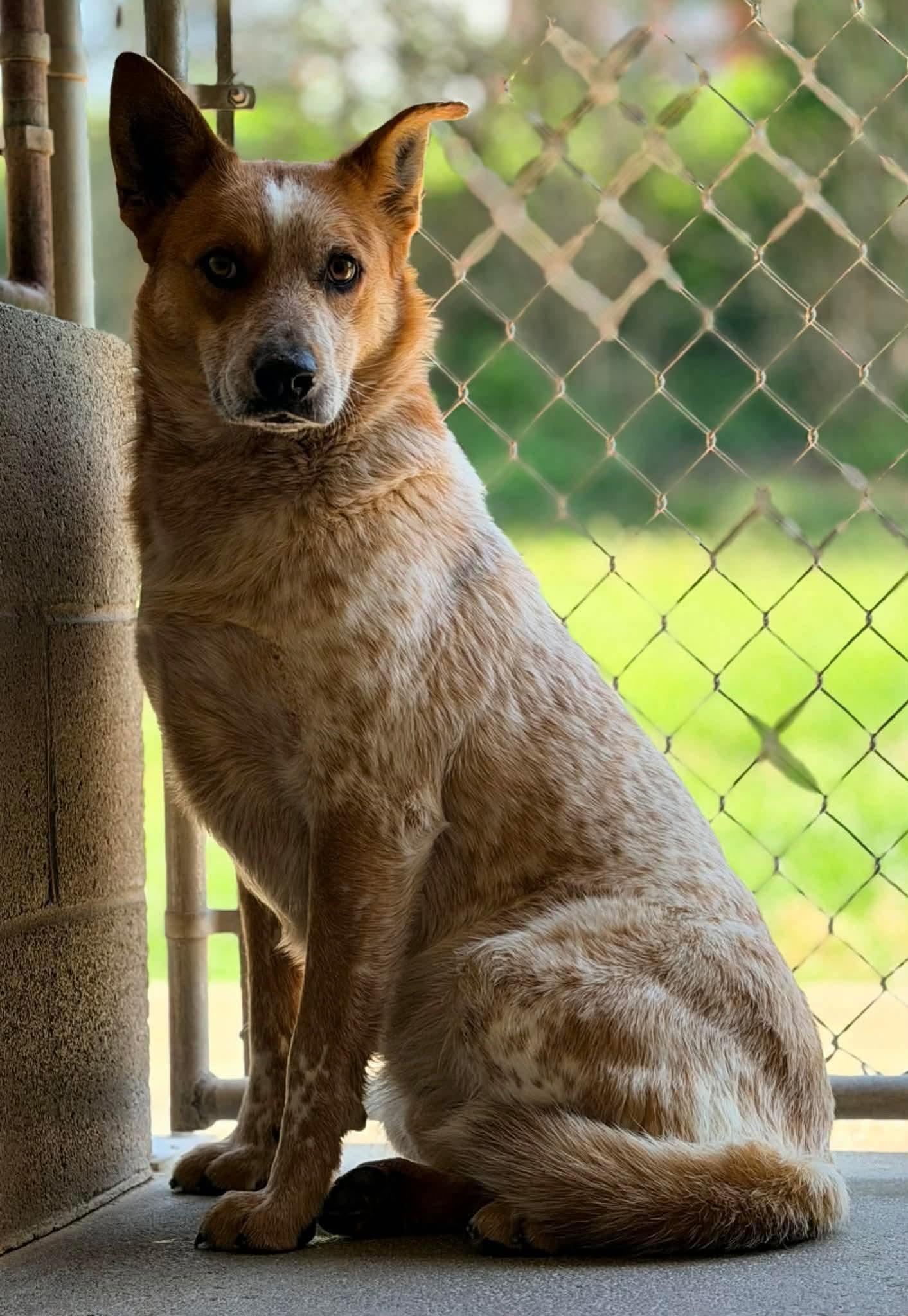 Enlarge Zeke, an adoptable Australian Cattle Dog / Blue Heeler in Harrodsburg, KY image 1/1