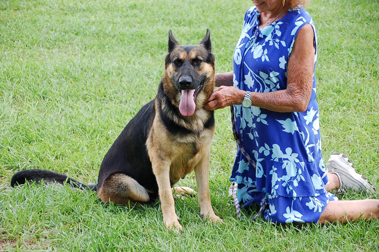 Enlarge JOY, a Adoptable German Shepherd Dog in Preston, CT image 2/6