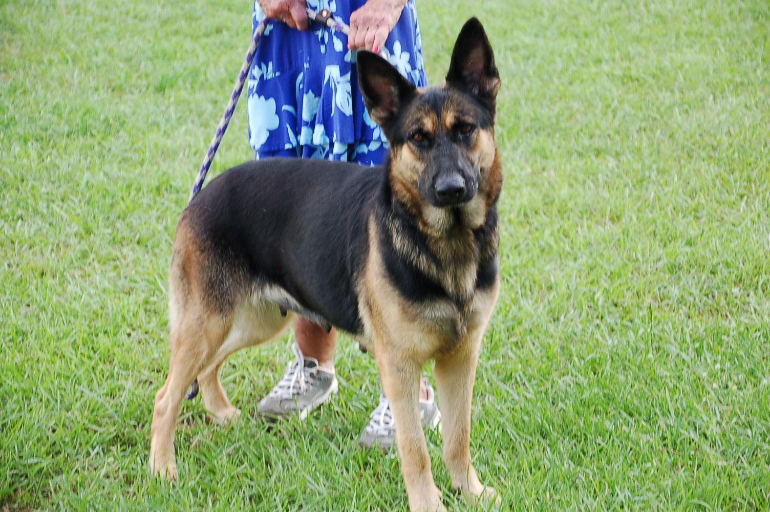 Enlarge JOY, a Adoptable German Shepherd Dog in Preston, CT image 1/6
