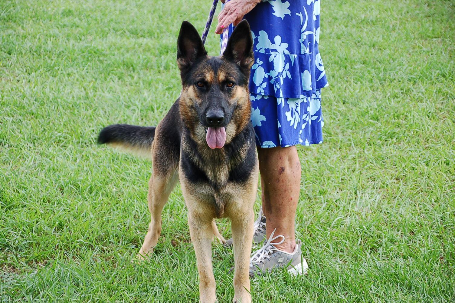 Enlarge JOY, a Adoptable German Shepherd Dog in Preston, CT image 3/6