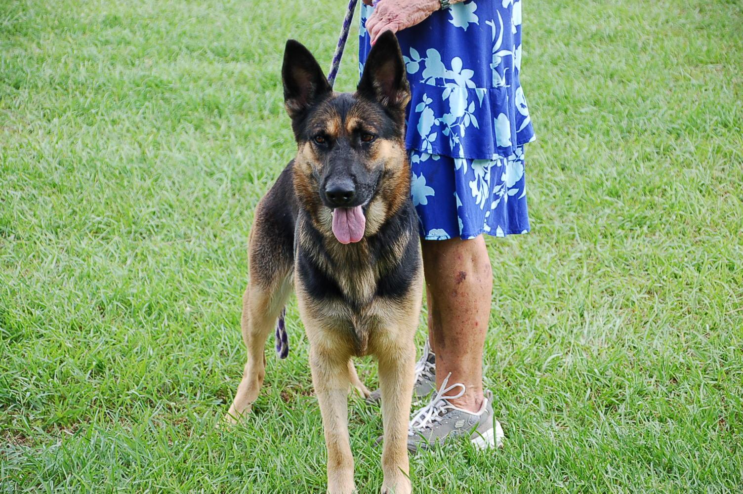 Enlarge JOY, a Adoptable German Shepherd Dog in Preston, CT image 4/6