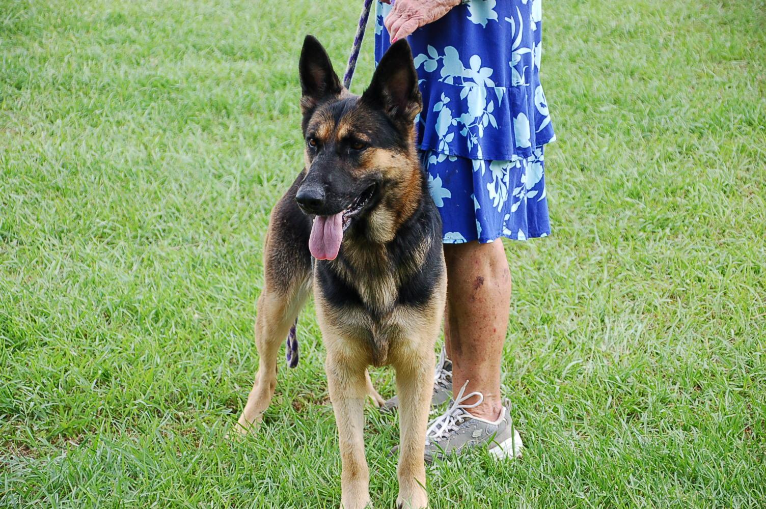 Enlarge JOY, a Adoptable German Shepherd Dog in Preston, CT image 5/6
