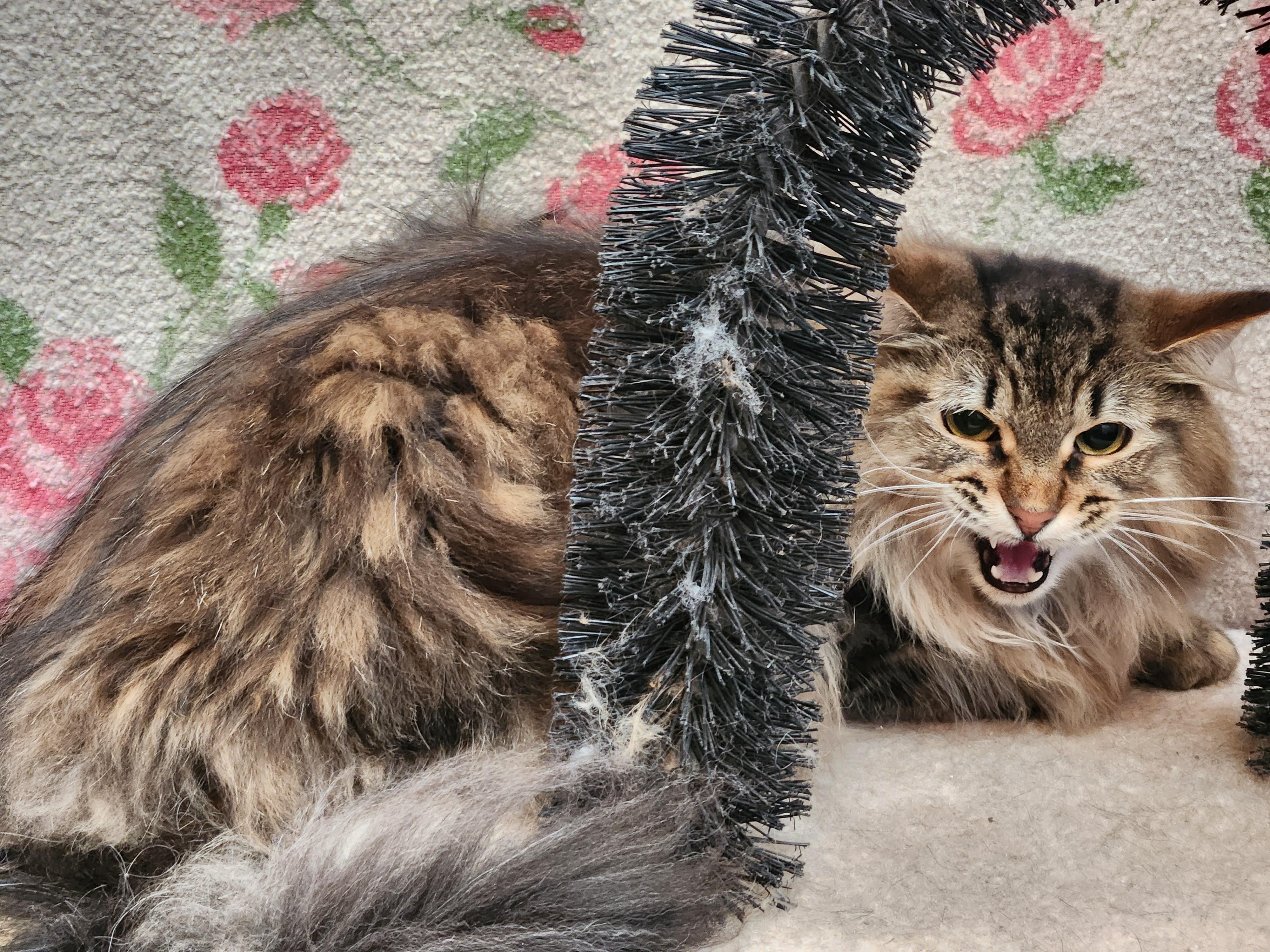 Enlarge PeeWee, a ADOPTABLE mixed breed in Oklahoma City, OK image 5/5