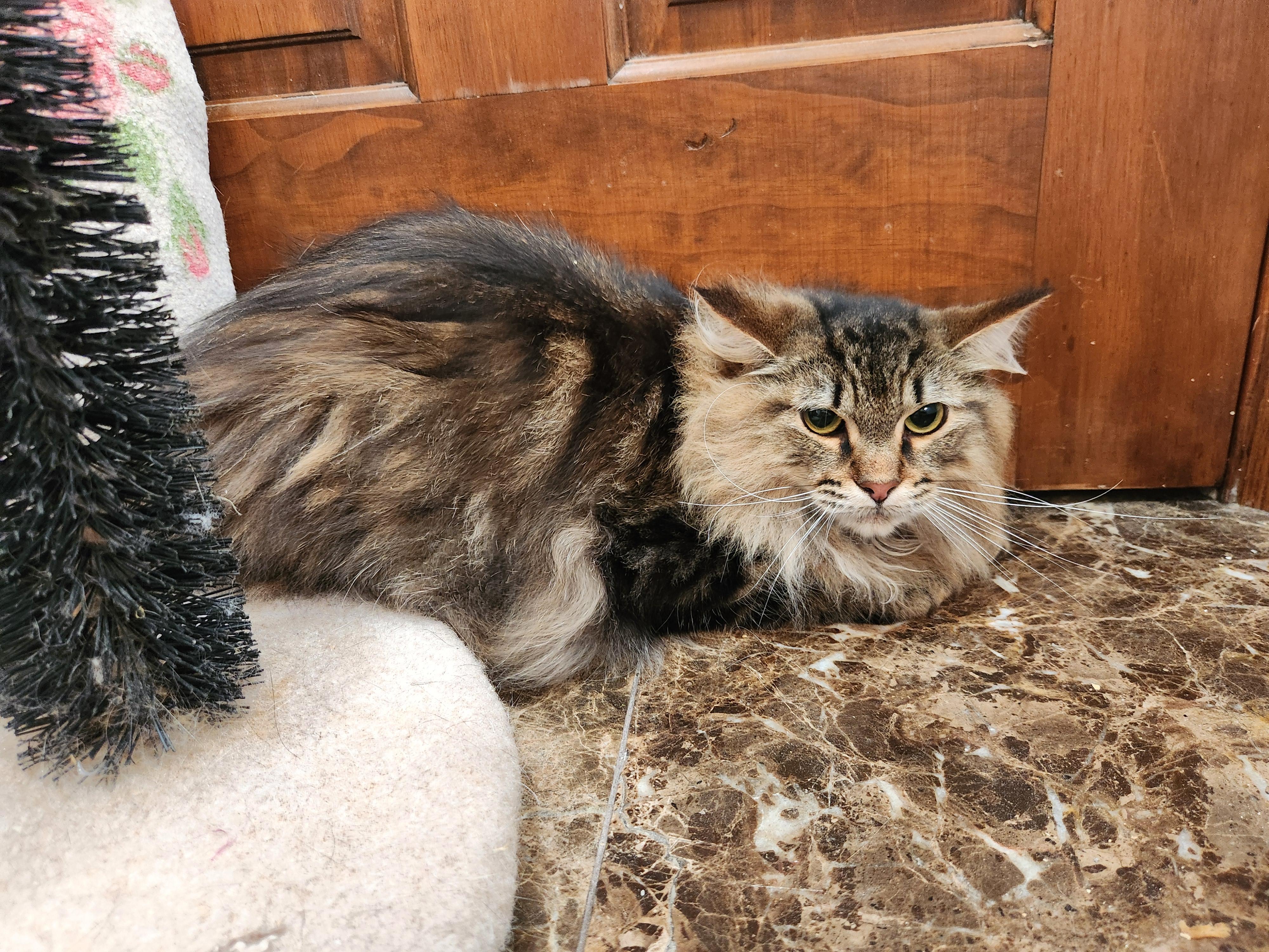 Enlarge PeeWee, a ADOPTABLE mixed breed in Oklahoma City, OK image 3/5