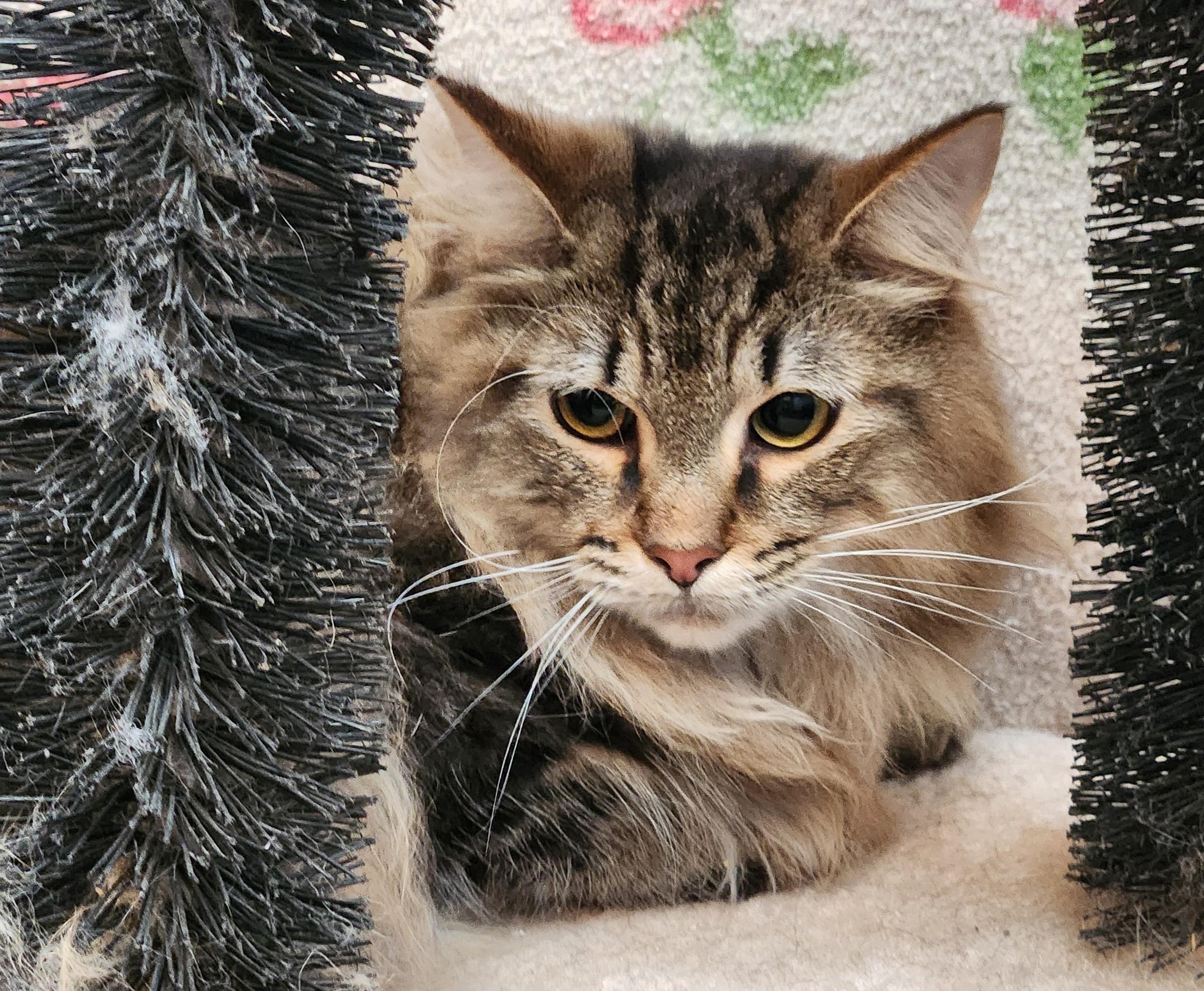 PeeWee, ADOPTABLE, Young Male Domestic Long Hair & Siberian.
