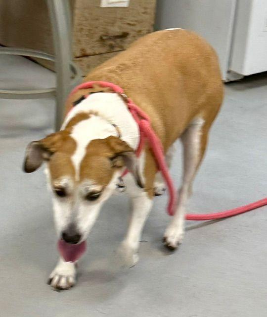 Enlarge Skyler, an adopted mixed breed in Carneys Point, NJ image 4/5