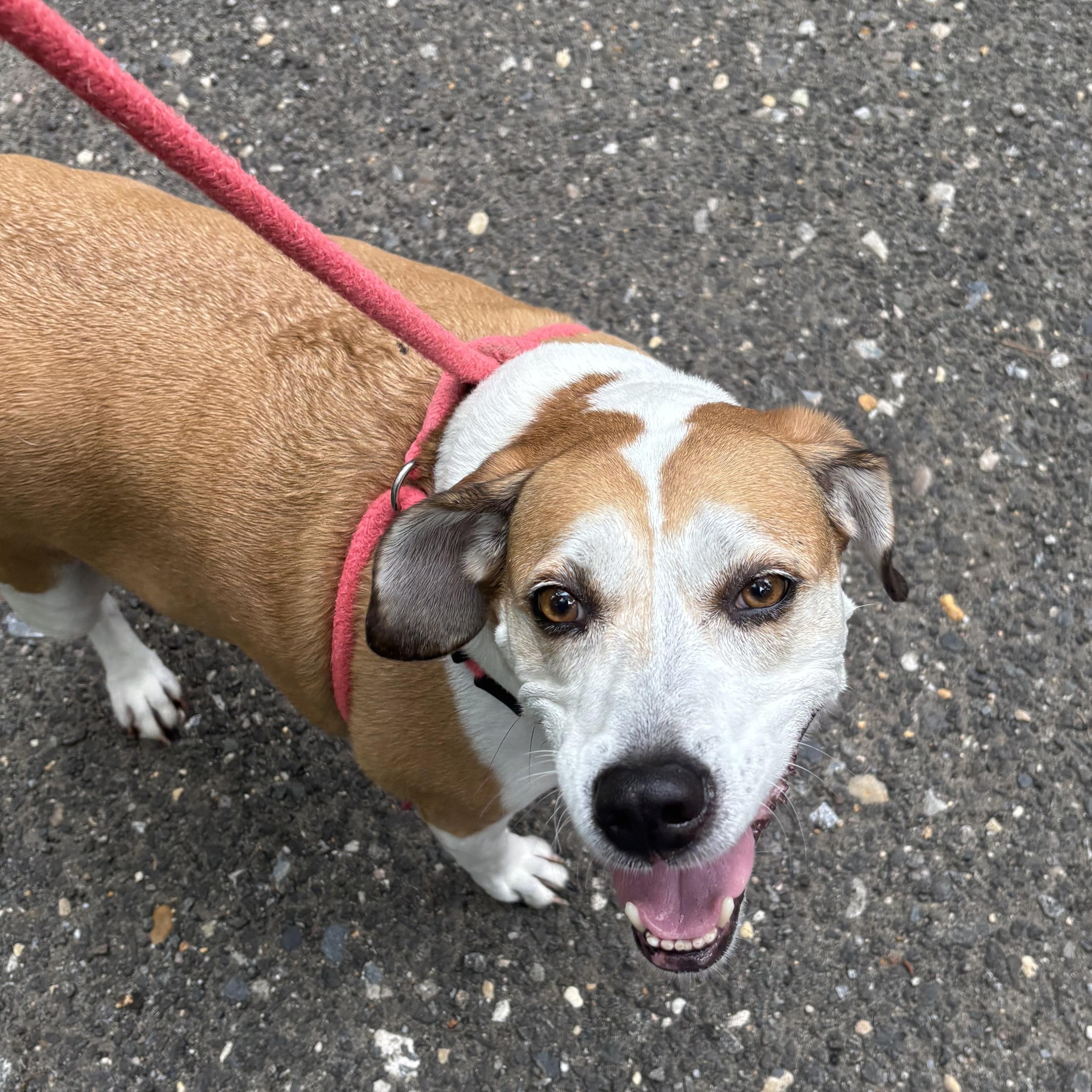 Skyler, adopted, Adult Female Beagle & Coonhound.