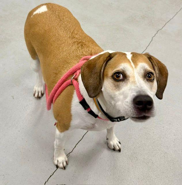 Enlarge Skyler, an adopted mixed breed in Carneys Point, NJ image 2/5
