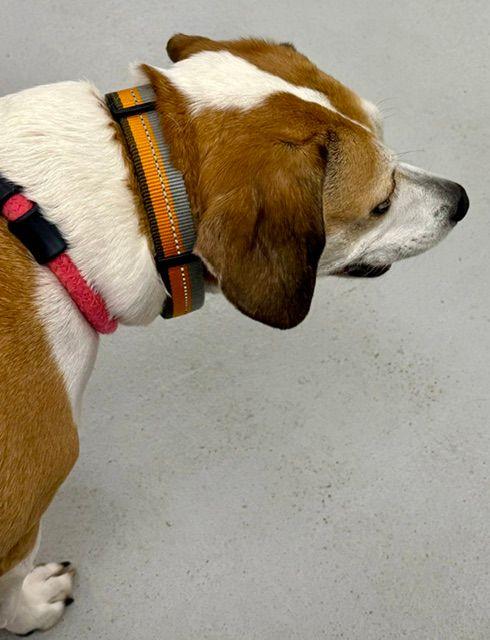 Enlarge Skyler, an adopted mixed breed in Carneys Point, NJ image 5/5