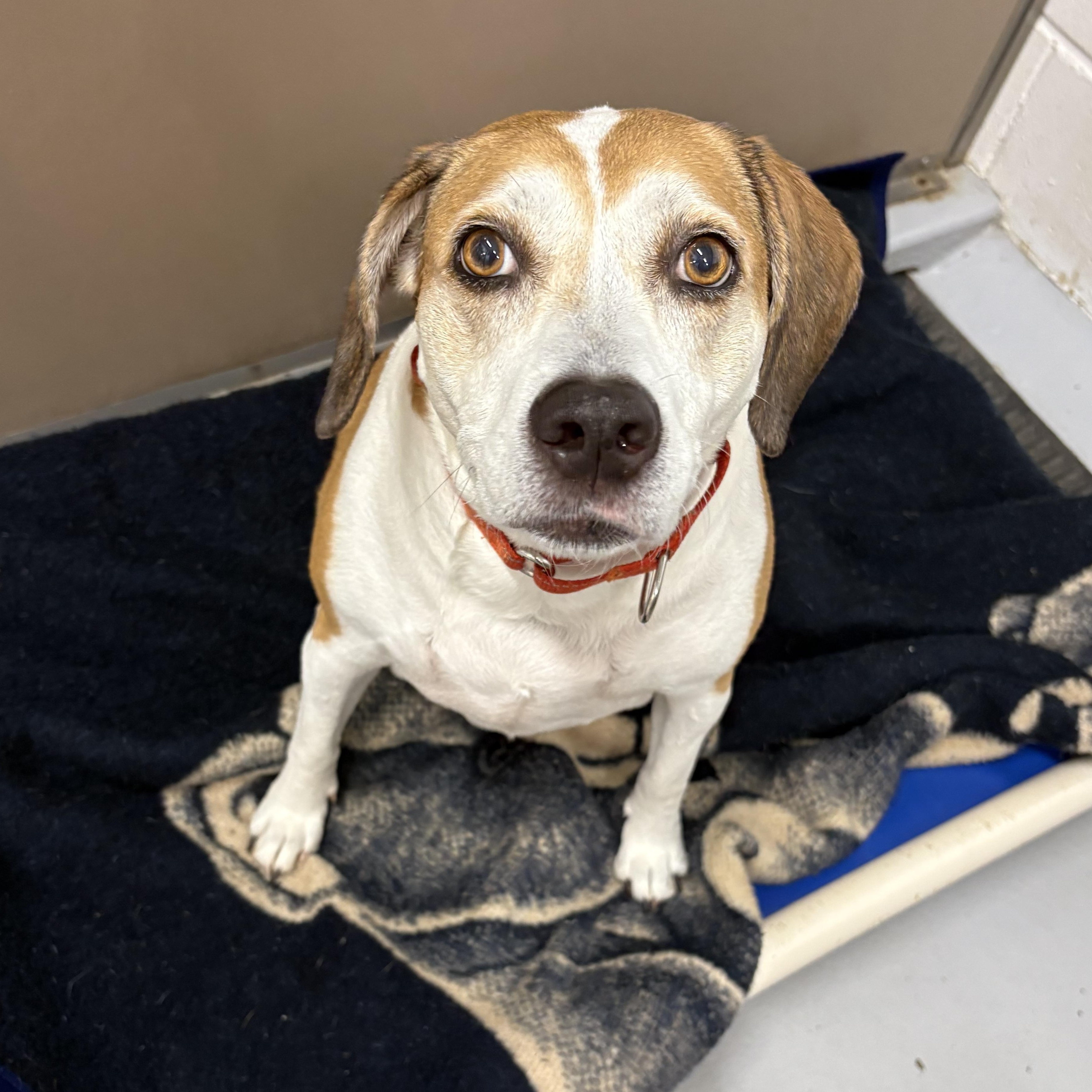 Enlarge Skyler, an adopted mixed breed in Carneys Point, NJ image 3/5