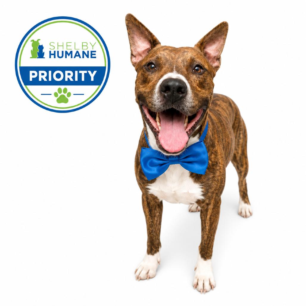 Milk Bone, a Adoptable Mixed Breed in Columbiana, AL image 2/2