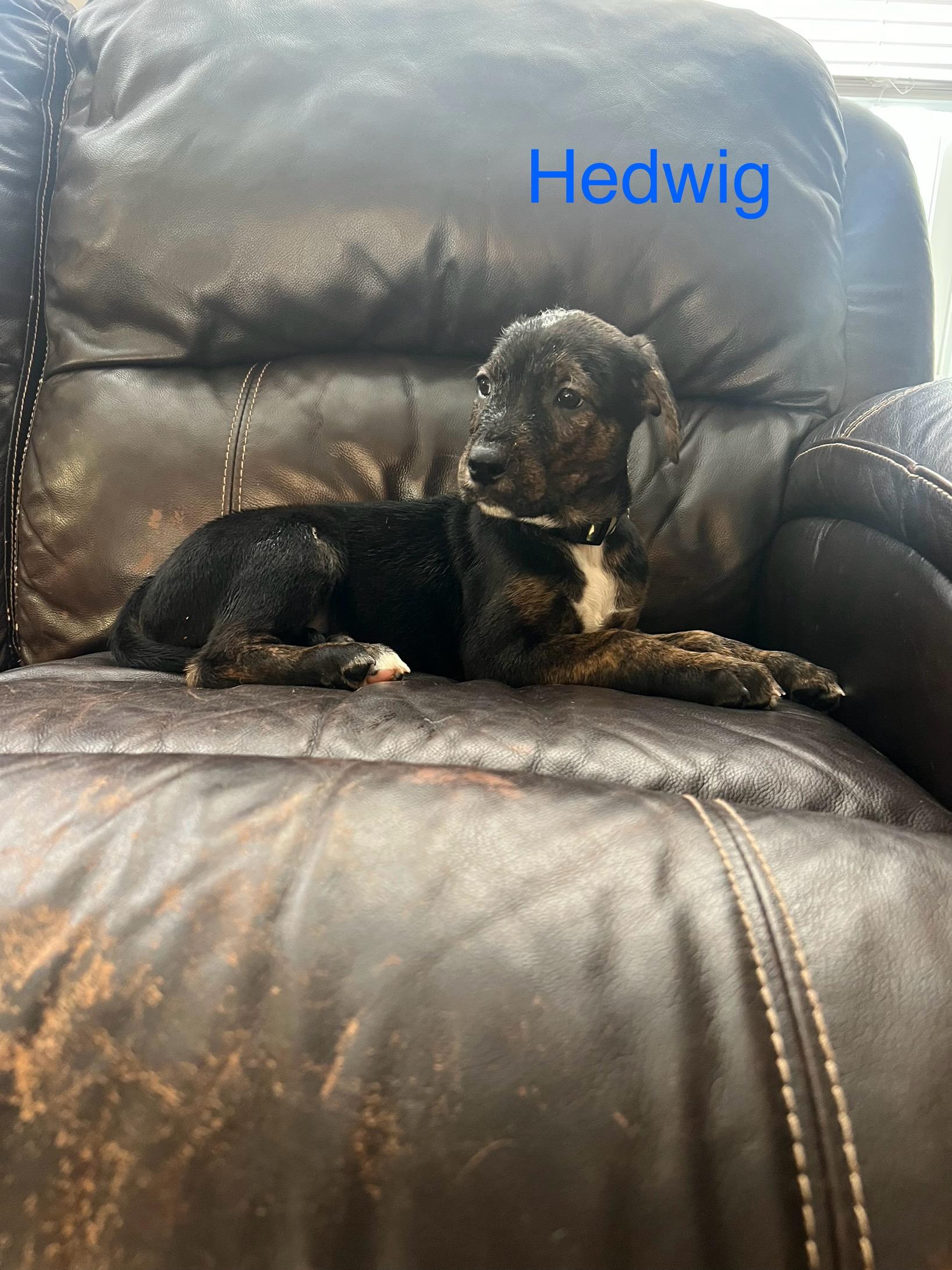 Hedwig, ADOPTABLE, Puppy Male Labrador Retriever.