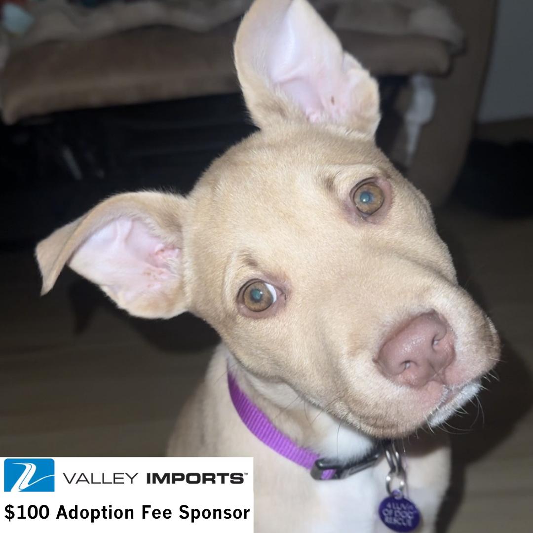 Rucker, Adoptable, Young Male Husky & Pit Bull Terrier.